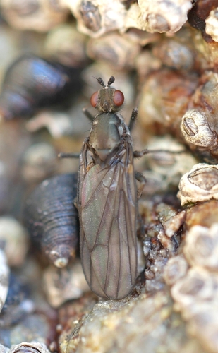 Oedoparena glauca