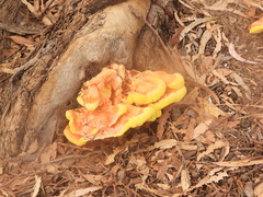 Laetiporus gilbertsonii