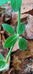 Galium aschenbornii