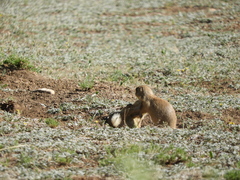 Cynomys parvidens