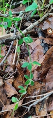 Galium aschenbornii