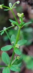 Galium aschenbornii