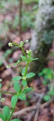 Galium aschenbornii