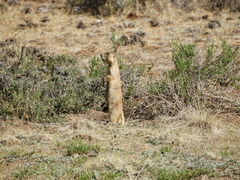 Cynomys parvidens