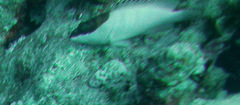 Epinephelus fasciatus