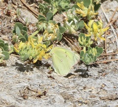 Colias harfordii