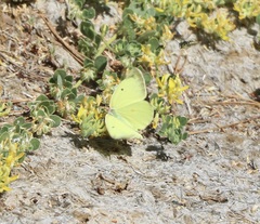 Colias harfordii