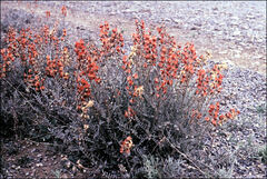 Swainsona stipularis