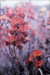 Swainsona stipularis