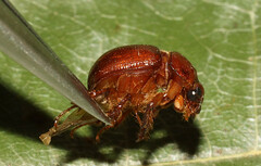 Odonteus