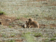Cynomys parvidens