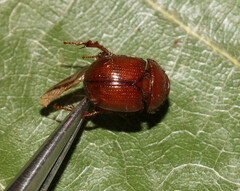 Odonteus