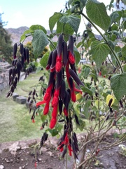 Salvia dombeyi