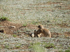 Cynomys parvidens