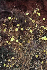 Sida calyxhymenia