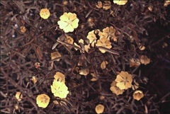 Sida calyxhymenia