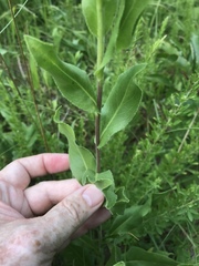 Solidago rigida glabrata