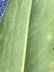 Solidago rigida glabrata