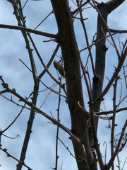 Diceroprocta cinctifera