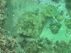 Pleuronichthys coenosus