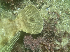Pleuronichthys coenosus