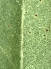 Solidago rigida glabrata