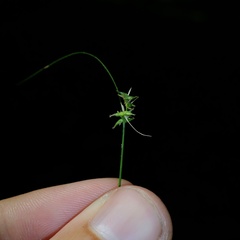 Carex texensis