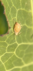 Acyrthosiphon