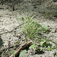 Carex texensis