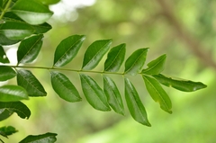 Zanthoxylum avicennae