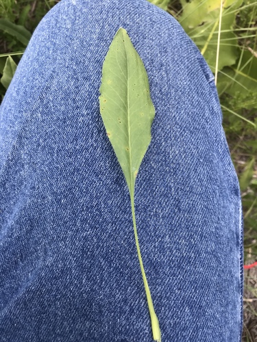 Solidago rigida