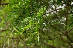 Zanthoxylum avicennae