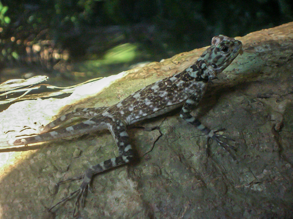 Tree Runner