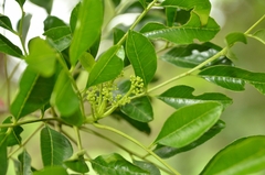 Zanthoxylum avicennae