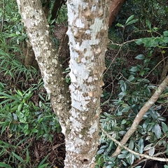 Zanthoxylum avicennae