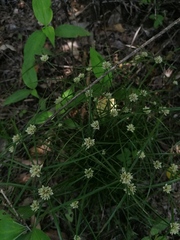 Cyperus seslerioides