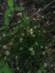 Cyperus seslerioides