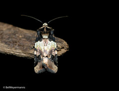 Bryolymnia bicon