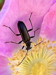 Grammoptera subargentata