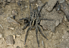 Schizocosa malitiosa