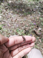 Gymnophthalmus underwoodi