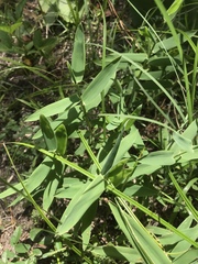 Naked Beardgrass (Gymnopogon ambiguus)