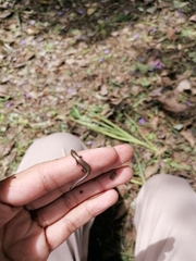 Gymnophthalmus underwoodi