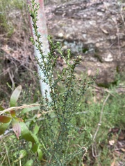 Olearia microphylla