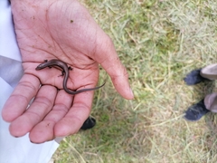 Gymnophthalmus underwoodi