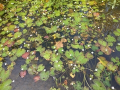 Nymphoides hydrophylla