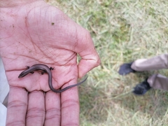 Gymnophthalmus underwoodi