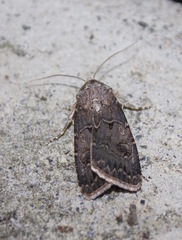 Agrotis bigramma