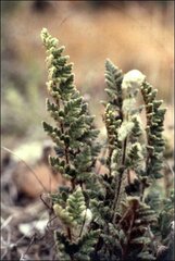 Cheilanthes lasiophylla