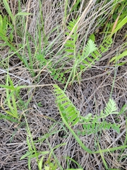 Astragalus canadensis